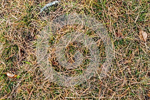 Pine Needles Background