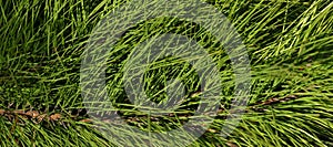 Pine needles clump conifer tree branch closeup banner format. photo