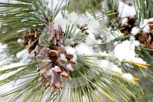 Pine needles and codes with snow