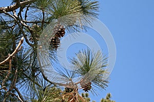 PINE NEEDLES AND CONES ON TREE