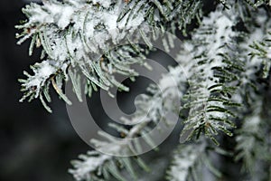 Pine-needles covered with snow on a dark background.