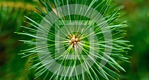 Pine needles diverge from the center. Green sprig of pine. Belarusian forest.