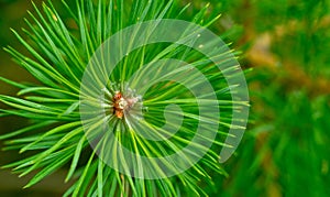 Pine needles diverge from the center. Pine needles close up. Pine, green sprig of pine