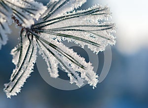 Pine needles in frost in sunlight rays