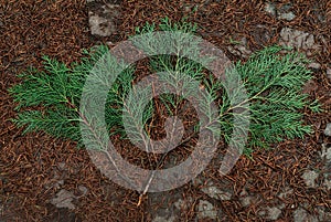 Pine needles green on a floor of brown pines needles