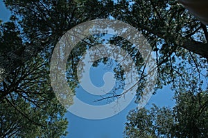 PINE NEEDLES ON PINE TREES AGAINST BLUE SKY