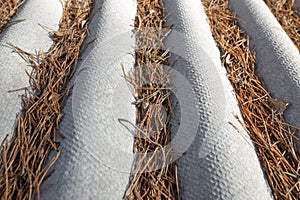 Pine needles on the roof slate at home