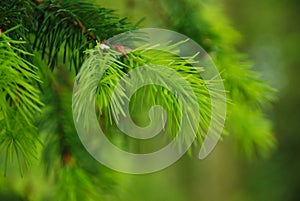 Pine needles