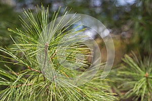 Pine Needles Spread Out