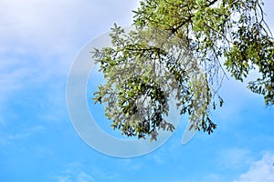 Pine needles tree blue sky evergreen
