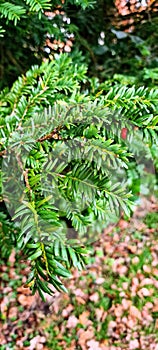 Pine needles upclose