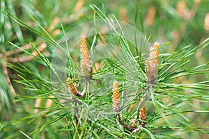 Pine needless background photo