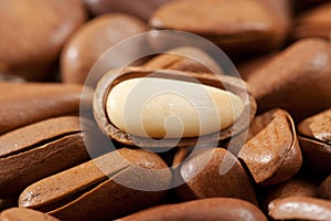 Pine Nut