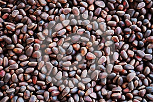 Pine nut in bulk