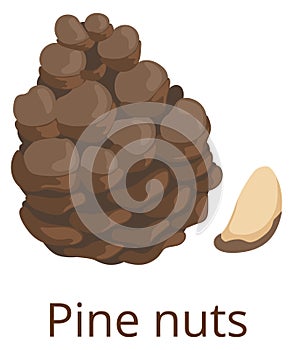 Pine nut icon. Cartoon healthy raw seed