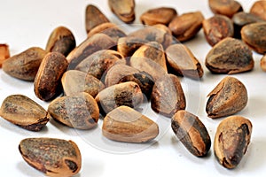 Pine nut Pinales