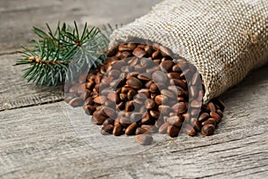 Pine nuts in a bag of burlap on an old vintage background with a fir green branch. In country style