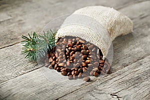Pine nuts in a bag of burlap on an old vintage background with a fir green branch. In country style