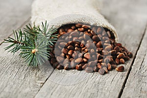 Pine nuts in a bag of burlap on an old vintage background with a fir green branch. In country style