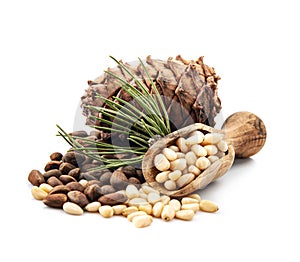 Pine nuts with cedar cones