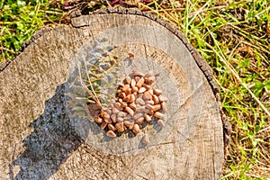 Pine nuts with a fresh pine cone soaked in resin on a tree stump