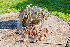 Pine nuts with a fresh pine cone soaked in resin on a tree stump