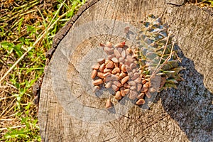 Pine nuts with a fresh pine cone soaked in resin on a tree stump