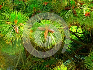 Pine nuts, pine fruits in star photo