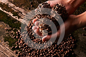 Pine nuts and handful of cedar fir pine cones