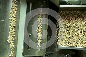 Pine nuts manufacture