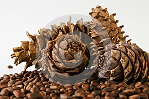 Pine nuts and ripe pine cones
