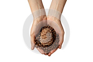 Pine nuts in shell. Hands holding ripe pine nuts top view, nature and heathy lifestyle