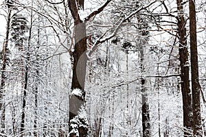 pine and oak trees in snowy forest in winter