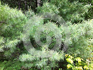 Pine on the Oakridge Trail in Canada