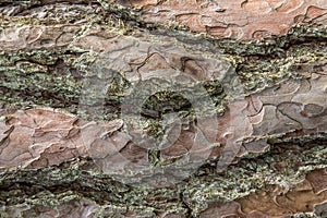 Pine old tree bark texture closeup