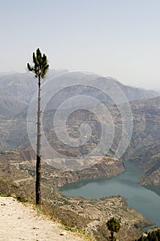 Pine over Ganga river