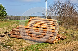 Pine packs in big stacks