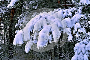 pine paw in a white mitt