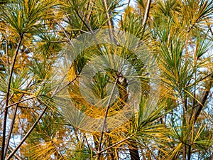 Pine pest with brown needles