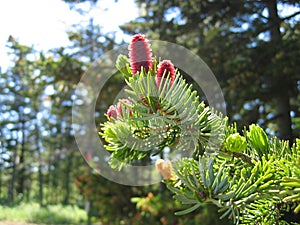 Pine, pine cones Burgundy, flowering pine.