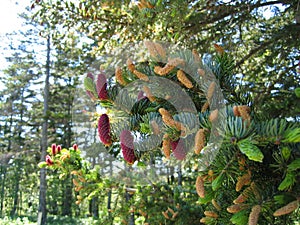 Pine, pine cones Burgundy, flowering pine.