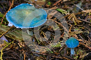 Pine Pinkgill, Entoloma nitidum, indigo-coloured woodland mushroom