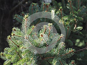 pine (Pinus Pinaceae) tree photo