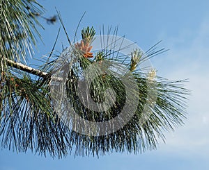 pine (Pinus Pinaceae) tree photo