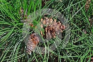 Pine, Pinus, with pine cones