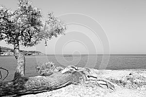 pine plant and tree in the mediterranean see turkey europe