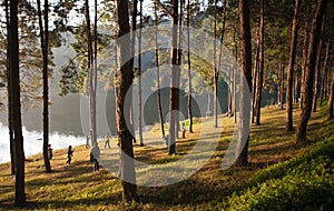 Pine plantations on Pang-ung lake at Maehongson, Thailand