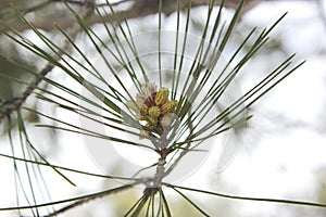 Pine pollen cone macro photo shoot