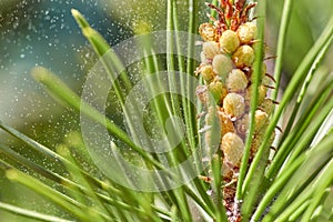 Allergenic pine pollen cone photo