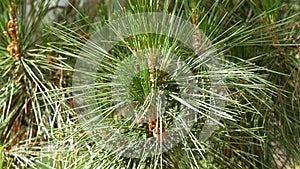 Pine pollen male cones in wildlife with green lush coniferous needles in wild northern sunny forest.